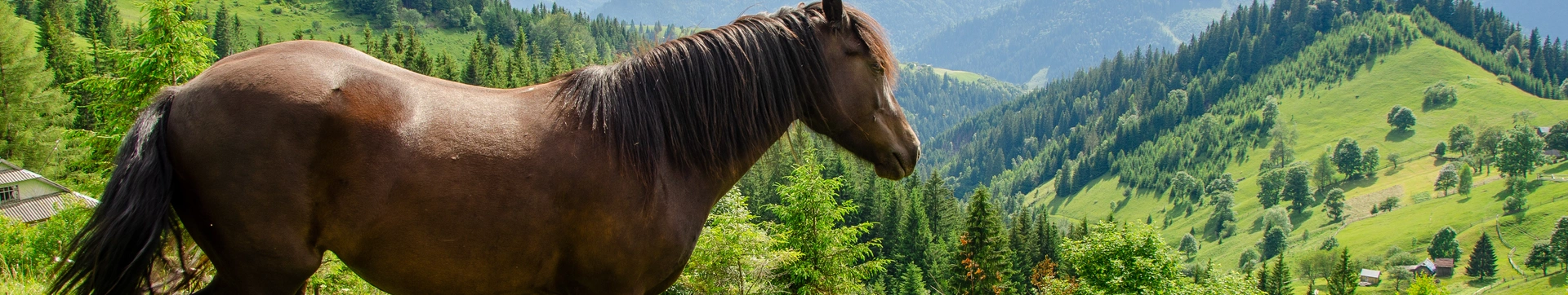 Pferd