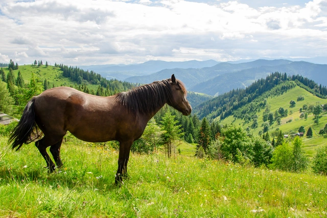 Pferd